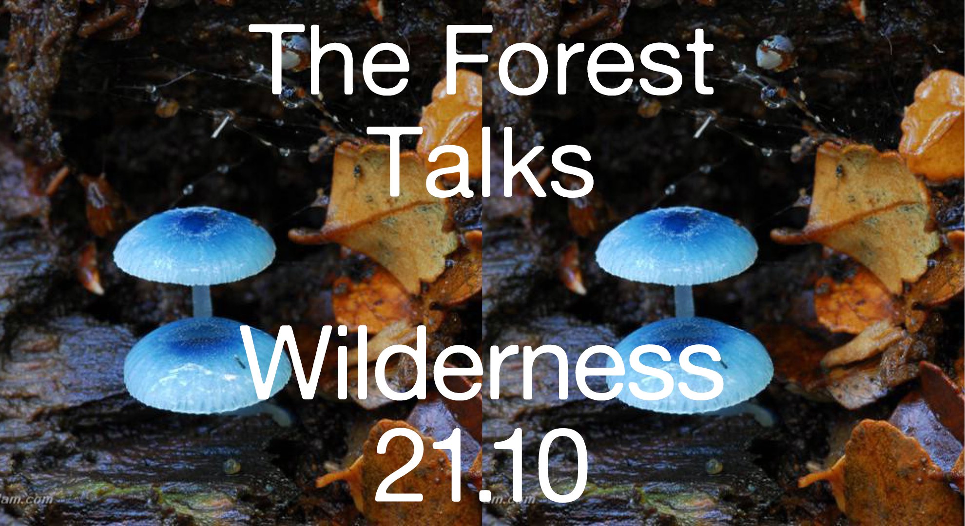 Spatial Practices Forest Talks: Wilderness| UAL Central Saint Martins